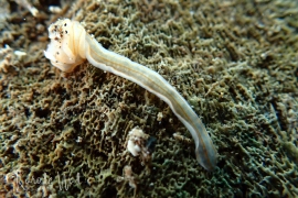 Cestoplana rubrocincta Cestoplana rubrocincta