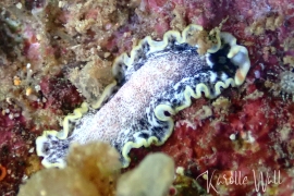 cf. Euryleptid sp. 2 cf. Euryleptid sp. 2