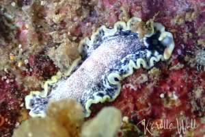 cf. Euryleptid sp. 2