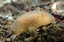 Chan's Dorid, Hallaxa chani Chan's Dorid, Hallaxa chani