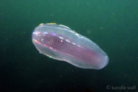 Cigar Comb Jellies, Beroe abyssicola Cigar Comb Jellies, Beroe abyssicola