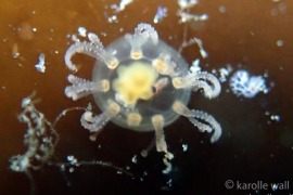 Root Branching Jelly, Cladonema californicum Root Branching Jelly, Cladonema californicum