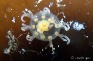 Root Branching Jelly, Cladonema californicum