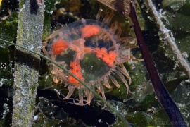 Clinging Jelly (Orange Cross), Gonionemus vertens Clinging Jelly (Orange Cross), Gonionemus vertens