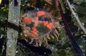 Clinging Jelly (Orange Cross), Gonionemus vertens