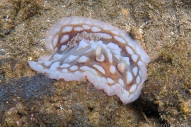 Clumpy Nudibranch Clumpy Nudibranch