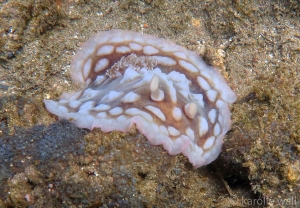 Clumpy Nudibranch