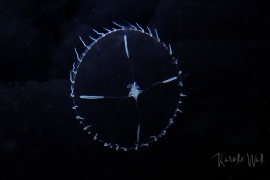 Gregarious Jelly, Clytia gregaria Gregarious Jelly, Clytia gregaria