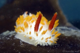 DSC5920-cockerells-dorid-4-x6wm DSC5920-cockerells-dorid-4-x6wm