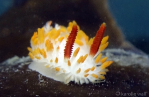 DSC5920-cockerells-dorid-4-x6wm