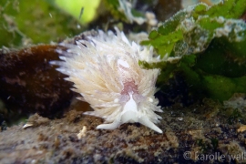 Aeolidea papillosa Aeolidea papillosa
