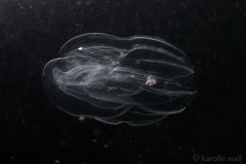 Canadian Comb Jelly (Bolinopsis microptera) Canadian Comb Jelly (Bolinopsis microptera)