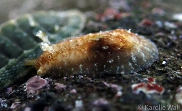 Juvenile Common Sea Hare