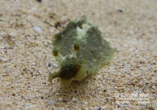 Common Sea Hare, Dolabrifera dolabrifera