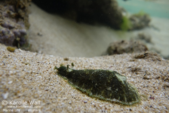 Common Sea Hare