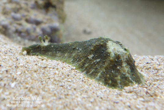 Common Sea Hare