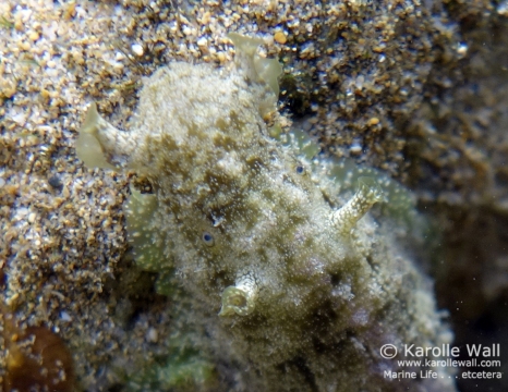 Common Sea Hare