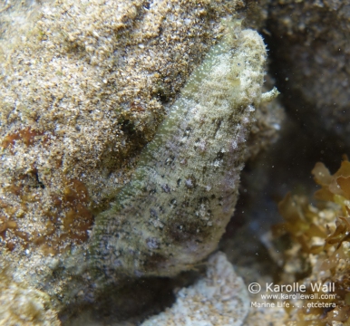 Common Sea Hare
