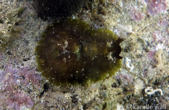 Common Sea Hare, Dolabrifera dolabrifera