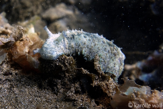Common Sea Hare, Dolabrifera dolabrifera