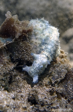 Common Sea Hare, Dolabrifera dolabrifera