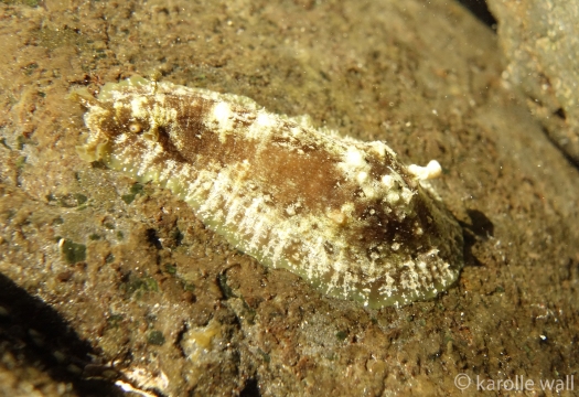 Common Sea Hare