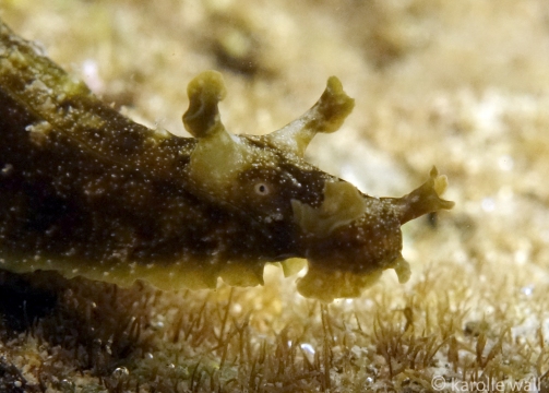 Common Sea Hare