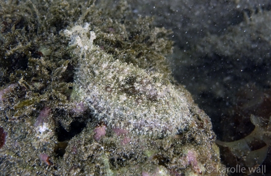 Dolabrifera dolabrifera