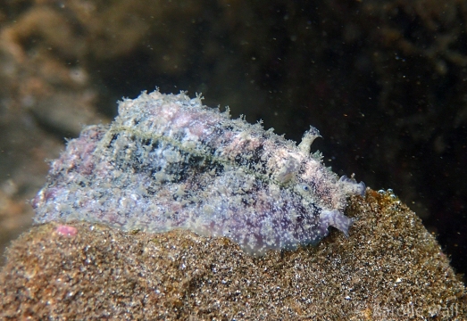 Common Sea Hare, Dolabrifera dolabrifera