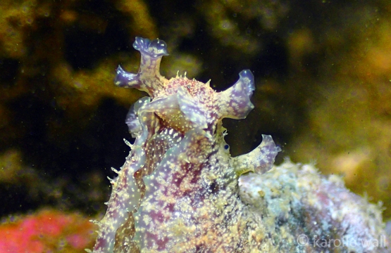 Common Sea Hare Close