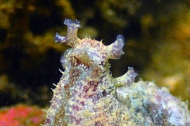 Common Sea Hare Close Common Sea Hare Close