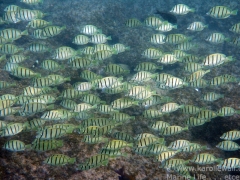 DSC05830-huge-school-of-young-convict-tangs-wm