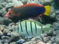 DSC09104-yellowtail-coris-convict-tang-wm