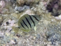 DSC09486-juvenile-convict-tang