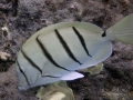 DSC6621-CONVICT-TANG-WMWP