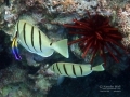 cleaner-wrasse-convict-tang-exc-small-wm