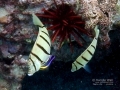 cleaner-wrasse-in-gill-of-convict-tangsmallWM