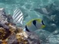 convict-tang-teardrop-buterflyfish-juvenilesWM
