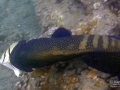 grouper-with-convict-tangWM