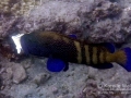 peacock-grouper-convict-tang3WM
