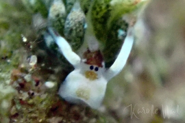 Costasiella kuroshimae Costasiella kuroshimae