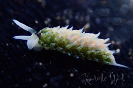 Costasiella Sp. 1 Costasiella Sp. 1