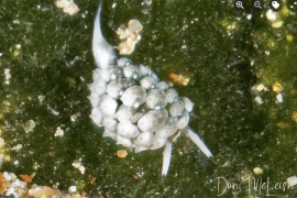 Costasiella fridae Costasiella fridae