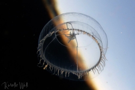 Cross Jelly, Mitrocoma cellularia Cross Jelly, Mitrocoma cellularia