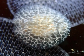 Cryptic Bryozoan Nudibranch, Corambe steinbergae Cryptic Bryozoan Nudibranch, Corambe steinbergae