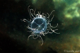 Curtain Jelly, Eperetmus typus Curtain Jelly, Eperetmus typus