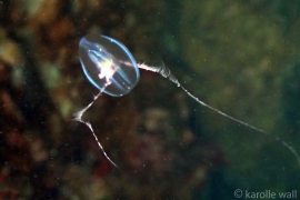 Cydippida sp Cydippida sp