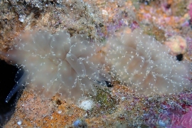 Two Elegant Sapsuckers, Cyerce elegans Two Elegant Sapsuckers, Cyerce elegans