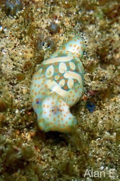 Haminoea cymbalum