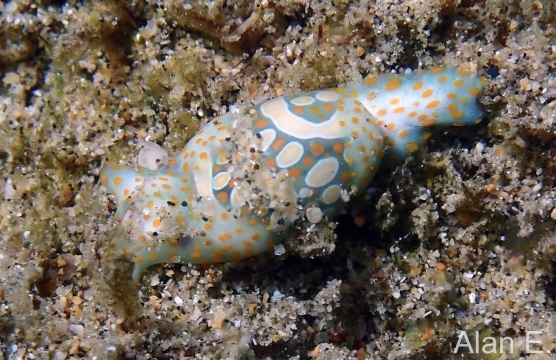 Haminoea cymbalum
